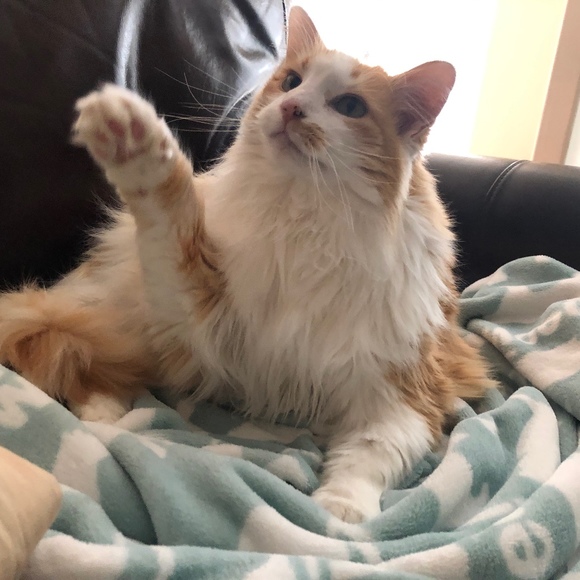 Meet your Posher, Jennifer! 👋 - Picture 1 of 1